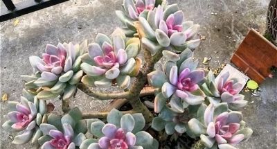 什么多肉最好养？这7种，便宜漂亮又好养，1棵变10棵，太喜欢了 - 图画吧TUHUABA