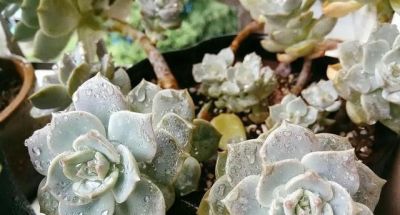 什么多肉最好养？这7种，便宜漂亮又好养，1棵变10棵，太喜欢了 - 图画吧TUHUABA