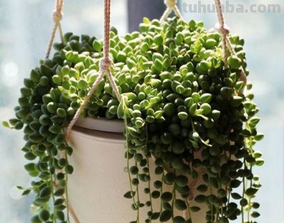 “3种”懒人多肉植物，平常不用管，照样长势旺，省心好养小崽多 - 图画吧TUHUABA