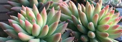 “3种”懒人多肉植物，平常不用管，照样长势旺，省心好养小崽多 - 今日头条