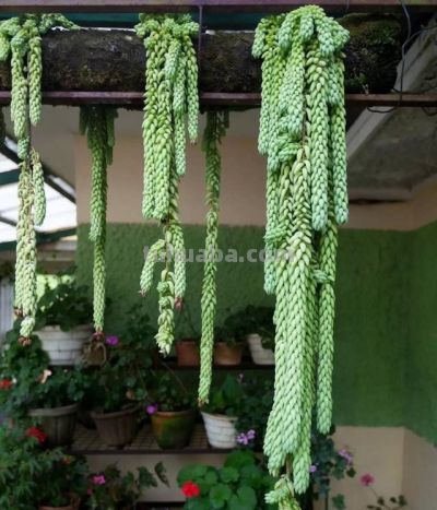 “3种”懒人多肉植物，平常不用管，照样长势旺，省心好养小崽多 - 图画吧TUHUABA