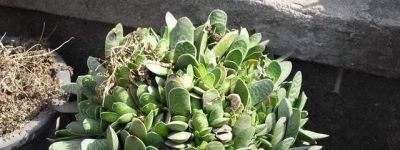 “3种”懒人多肉植物，平常不用管，照样长势旺，省心好养小崽多 - 图画吧TUHUABA