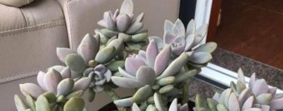 “3种”懒人多肉植物，平常不用管，照样长势旺，省心好养小崽多 - 图画吧TUHUABA