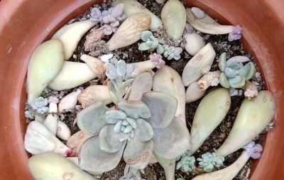 这“3种”漂亮多肉，生崽多繁殖能力强，太好养了，一株变100株 - 图画吧TUHUABA