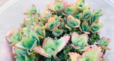 这“3种”漂亮多肉，生崽多繁殖能力强，太好养了，一株变100株 - 今日头条