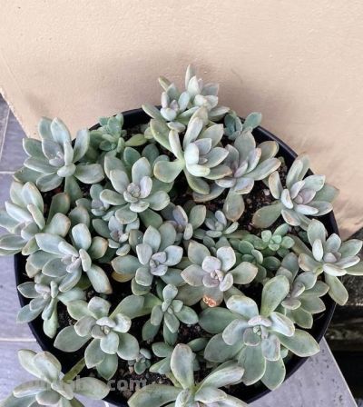 这“3种”漂亮多肉，生崽多繁殖能力强，太好养了，一株变100株 - 图画吧TUHUABA