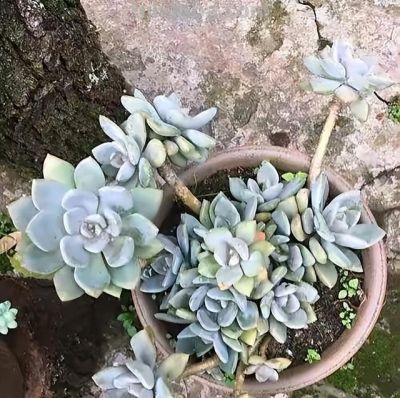 这“3种”漂亮多肉，生崽多繁殖能力强，太好养了，一株变100株 - 图画吧TUHUABA