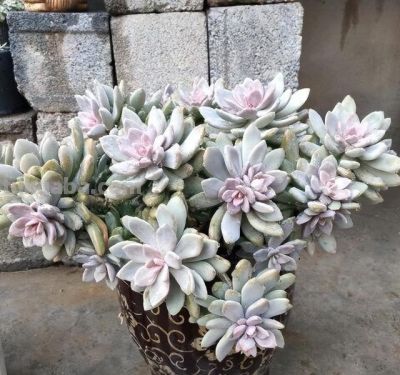 这“3种”漂亮多肉，生崽多繁殖能力强，太好养了，一株变100株 - 图画吧TUHUABA