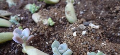 这“3种”漂亮多肉，生崽多繁殖能力强，太好养了，一株变100株 - 图画吧TUHUABA