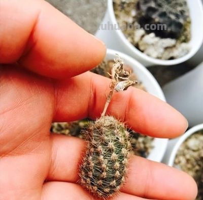 这“3种”漂亮多肉，生崽多繁殖能力强，太好养了，一株变100株 - 图画吧TUHUABA