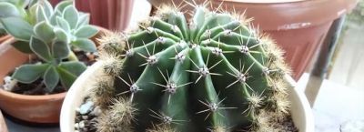 这“3种”漂亮多肉，生崽多繁殖能力强，太好养了，一株变100株 - 图画吧TUHUABA