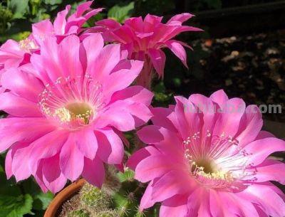 这“3种”漂亮多肉，生崽多繁殖能力强，太好养了，一株变100株 - 图画吧TUHUABA