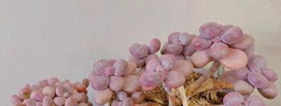 “爱喝水”的6种多肉，“喂饱了”才能撒欢长，肥肥胖胖超可爱 - 图画吧TUHUABA