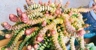 “爱喝水”的6种多肉，“喂饱了”才能撒欢长，肥肥胖胖超可爱 - 图画吧TUHUABA