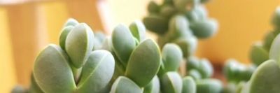 “爱喝水”的6种多肉，“喂饱了”才能撒欢长，肥肥胖胖超可爱 - 图画吧TUHUABA