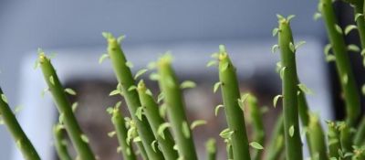 “爱喝水”的6种多肉，“喂饱了”才能撒欢长，肥肥胖胖超可爱 - 图画吧TUHUABA