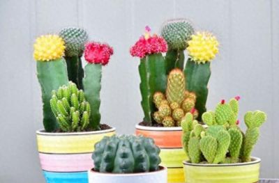 家里的仙人球盆栽应该如何养？ - 图画吧TUHUABA