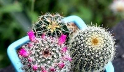 家里的仙人球盆栽应该如何养？ - 图画吧TUHUABA