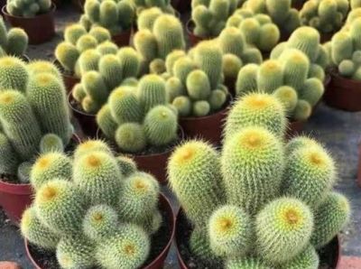 家里的仙人球盆栽应该如何养？ - 图画吧TUHUABA