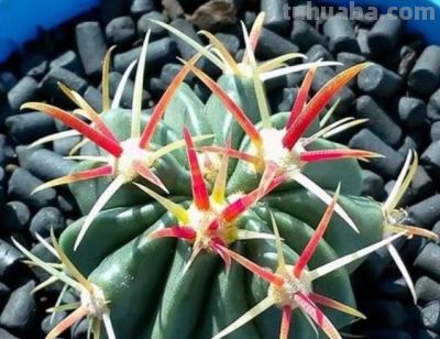 家里的仙人球盆栽应该如何养？ - 图画吧TUHUABA