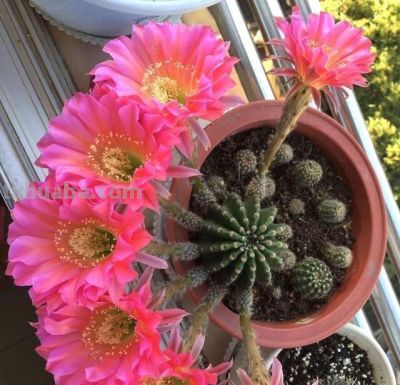 养仙人球就养这“3种”，艳丽多姿花朵大，年年开花，鲜艳夺目 - 图画吧TUHUABA