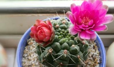 养仙人球就养这“3种”，艳丽多姿花朵大，年年开花，鲜艳夺目 - 图画吧TUHUABA