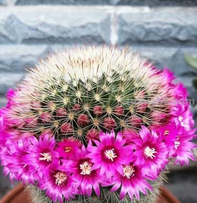 养仙人球就养这“3种”，艳丽多姿花朵大，年年开花，鲜艳夺目 - 图画吧TUHUABA