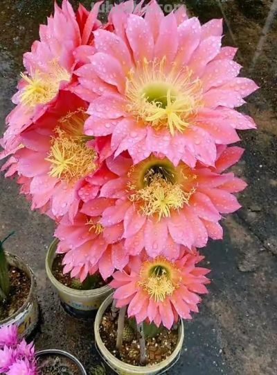 养仙人球就养这“3种”，艳丽多姿花朵大，年年开花，鲜艳夺目 - 图画吧TUHUABA