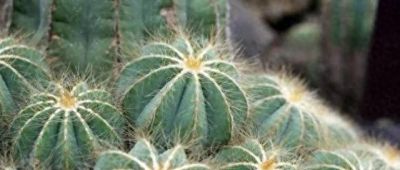 仙人球不用买，种子“撒花盆”，长出“几十个”，又胖又壮开花艳 - 今日头条