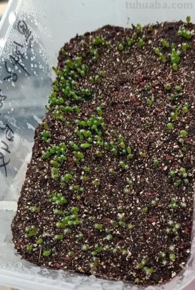 仙人球不用买，种子“撒花盆”，长出“几十个”，又胖又壮开花艳 - 图画吧TUHUABA