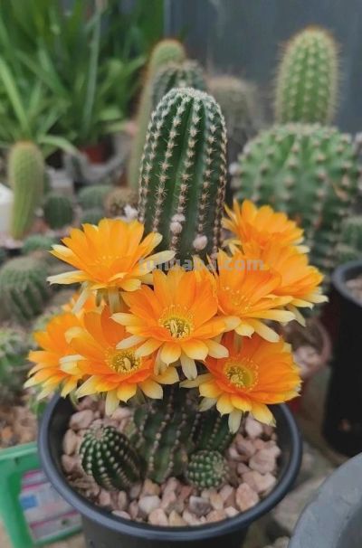 仙人球不用买，种子“撒花盆”，长出“几十个”，又胖又壮开花艳 - 图画吧TUHUABA