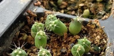 仙人球不用买，种子“撒花盆”，长出“几十个”，又胖又壮开花艳 - 图画吧TUHUABA