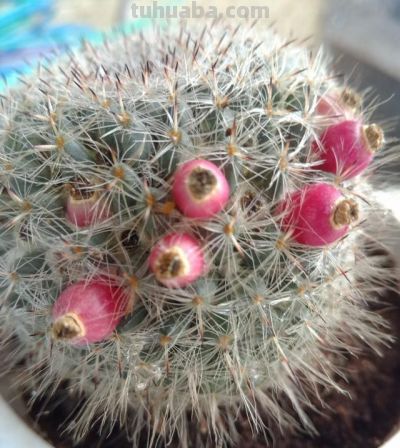 仙人球不用买，种子“撒花盆”，长出“几十个”，又胖又壮开花艳 - 图画吧TUHUABA