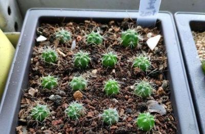 仙人球不用买，种子“撒花盆”，长出“几十个”，又胖又壮开花艳 - 图画吧TUHUABA