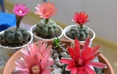 仙人球不用买，种子“撒花盆”，长出“几十个”，又胖又壮开花艳 - 图画吧TUHUABA