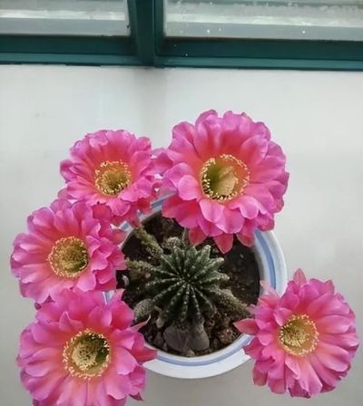 仙人球不用买，种子“撒花盆”，长出“几十个”，又胖又壮开花艳 - 图画吧TUHUABA