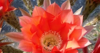 仙人球不用买，种子“撒花盆”，长出“几十个”，又胖又壮开花艳 - 图画吧TUHUABA