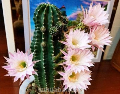 养仙人球记住3点，一棵能开上十朵花，又美又大很鲜艳，人人夸 - 今日头条