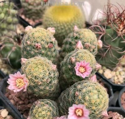 养仙人球记住3点，一棵能开上十朵花，又美又大很鲜艳，人人夸 - 图画吧TUHUABA