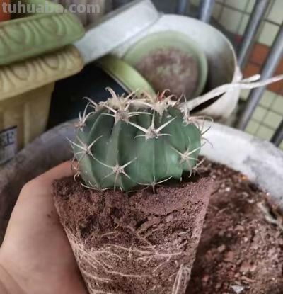 养仙人球记住3点，一棵能开上十朵花，又美又大很鲜艳，人人夸 - 图画吧TUHUABA