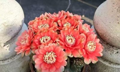 养仙人球记住3点，一棵能开上十朵花，又美又大很鲜艳，人人夸 - 图画吧TUHUABA