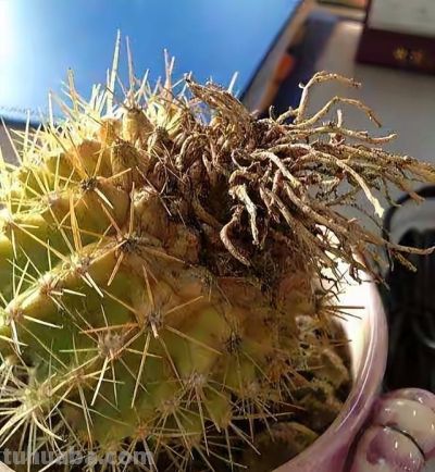 养仙人球记住3点，一棵能开上十朵花，又美又大很鲜艳，人人夸 - 图画吧TUHUABA