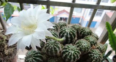 养仙人球记住3点，一棵能开上十朵花，又美又大很鲜艳，人人夸 - 图画吧TUHUABA