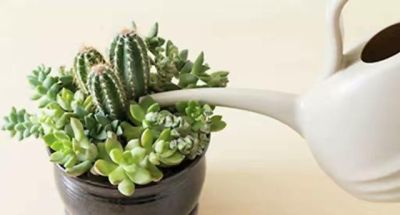 养仙人球记住3点，一棵能开上十朵花，又美又大很鲜艳，人人夸 - 图画吧TUHUABA