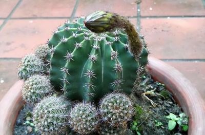 养仙人球记住3点，一棵能开上十朵花，又美又大很鲜艳，人人夸 - 图画吧TUHUABA