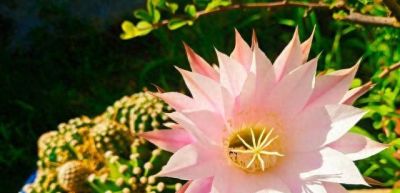 把仙人球养好很简单，做“3件事”，开出大花朵，长得胖乎乎 - 今日头条