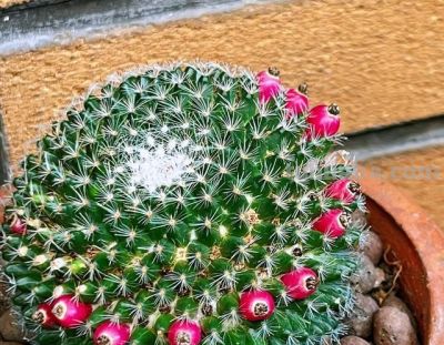 把仙人球养好很简单，做“3件事”，开出大花朵，长得胖乎乎 - 图画吧TUHUABA