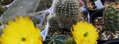 把仙人球养好很简单，做“3件事”，开出大花朵，长得胖乎乎 - 图画吧TUHUABA