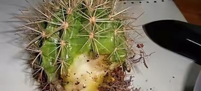 把仙人球养好很简单，做“3件事”，开出大花朵，长得胖乎乎 - 图画吧TUHUABA