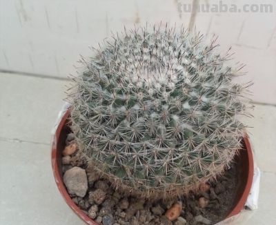 把仙人球养好很简单，做“3件事”，开出大花朵，长得胖乎乎 - 图画吧TUHUABA